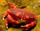 ChuanBE