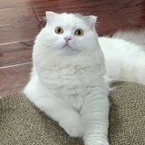 蒭蕘逋客
