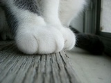 猫小呆
