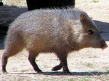 Pecari tajacu
