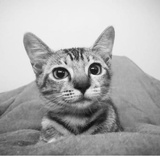 虾