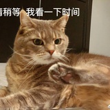 钴菜