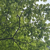 ls