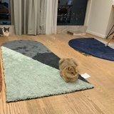 麋鹿