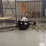 西柚葡萄冰