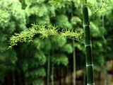 北竹