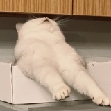 刘碰碰