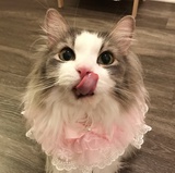上杉理子