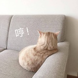 阿碗