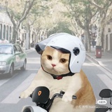 杉尔