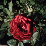 louisa