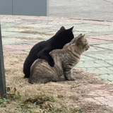 屠龙小猫橘