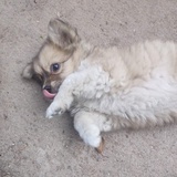 阿玄