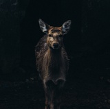 罗先森