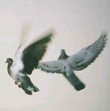 阿小宝再见