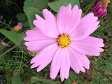 蕙茝