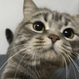 猫婆子