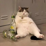 毛吉