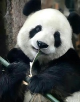 以北
