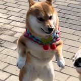 暗中观察