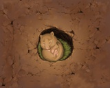 田