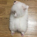 皮卡丘三米八