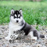 光明犬业