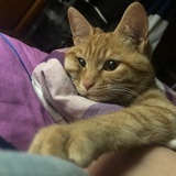 小唯