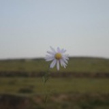 山野老猫