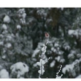 镜雪橙