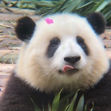 金逗逗