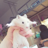 烬www