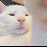 不会起名字鹅