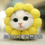 光芒万丈小侠女
