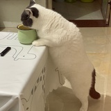 灯泡