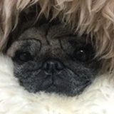 小肥子
