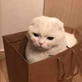 醋醋