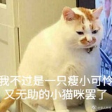 猫奴