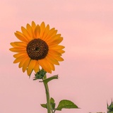 今天太阳开花么