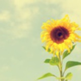 秦杉荷