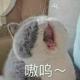 吃素的猫