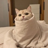 大脸鹿