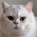 蚂蚁蛋里的蚂蚁