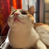 两颗白糖