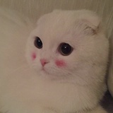 panpanpan