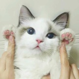一只喵