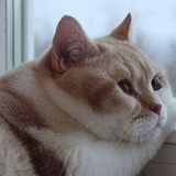 独角兽
