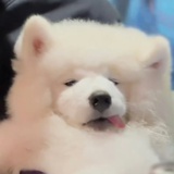 爱吃海椒