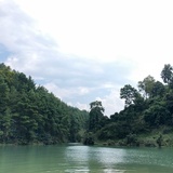 预备鲨鱼