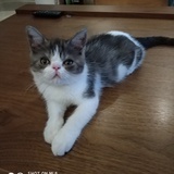 杨不破